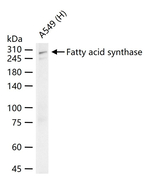 FASN Antibody in Western Blot (WB)