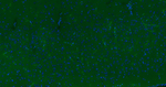 CD34 Antibody in Immunohistochemistry (Paraffin) (IHC (P))