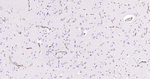 CD34 Antibody in Immunohistochemistry (Paraffin) (IHC (P))