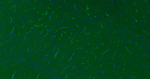 CD34 Antibody in Immunohistochemistry (Paraffin) (IHC (P))