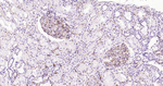 CD34 Antibody in Immunohistochemistry (Paraffin) (IHC (P))