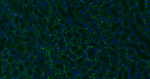 CD34 Antibody in Immunohistochemistry (Paraffin) (IHC (P))