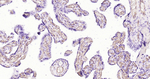 CD34 Antibody in Immunohistochemistry (Paraffin) (IHC (P))
