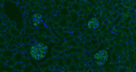 CD34 Antibody in Immunohistochemistry (Paraffin) (IHC (P))