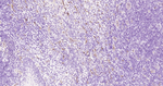 CD34 Antibody in Immunohistochemistry (Paraffin) (IHC (P))