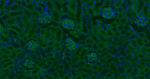 CD34 Antibody in Immunohistochemistry (Paraffin) (IHC (P))