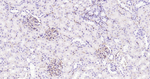 CD34 Antibody in Immunohistochemistry (Paraffin) (IHC (P))