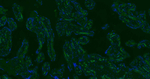 CD34 Antibody in Immunohistochemistry (Paraffin) (IHC (P))