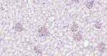CD34 Recombinant Rabbit Monoclonal Antibody (7A1)