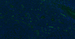 CD34 Antibody in Immunohistochemistry (Paraffin) (IHC (P))