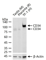 CD34 Antibody in Western Blot (WB)