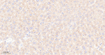 mTOR Antibody in Immunohistochemistry (Paraffin) (IHC (P))