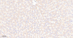 mTOR Antibody in Immunohistochemistry (Paraffin) (IHC (P))