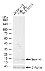 Survivin Antibody in Western Blot (WB)