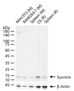 Survivin Antibody in Western Blot (WB)