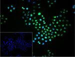 Phospho-ERK1/ERK2 (Thr202, Thr185) Recombinant Rabbit Monoclonal Antibody (6H2)