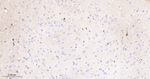 Phospho-ERK1/ERK2 (Thr202, Thr185) Antibody in Immunohistochemistry (Paraffin) (IHC (P))
