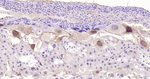 Phospho-ERK1/ERK2 (Thr202, Thr185) Antibody in Immunohistochemistry (Paraffin) (IHC (P))