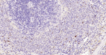 Phospho-ERK1/ERK2 (Thr202, Thr185) Antibody in Immunohistochemistry (Paraffin) (IHC (P))