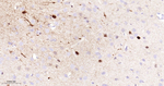 Phospho-ERK1/ERK2 (Thr202, Thr185) Antibody in Immunohistochemistry (Paraffin) (IHC (P))