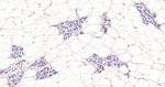 Phospho-ERK1/ERK2 (Thr202, Thr185) Antibody in Immunohistochemistry (Paraffin) (IHC (P))