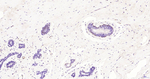 Phospho-ERK1/ERK2 (Thr202, Thr185) Antibody in Immunohistochemistry (Paraffin) (IHC (P))