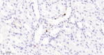 Phospho-ERK1/ERK2 (Thr202, Thr185) Antibody in Immunohistochemistry (Paraffin) (IHC (P))