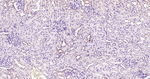 Phospho-ERK1/ERK2 (Thr202, Thr185) Antibody in Immunohistochemistry (Paraffin) (IHC (P))