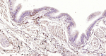 Phospho-ERK1/ERK2 (Thr202, Thr185) Antibody in Immunohistochemistry (Paraffin) (IHC (P))