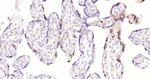 Phospho-ERK1/ERK2 (Thr202, Thr185) Antibody in Immunohistochemistry (Paraffin) (IHC (P))