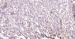 Phospho-ERK1/ERK2 (Thr202, Thr185) Antibody in Immunohistochemistry (Paraffin) (IHC (P))