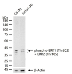 Phospho-ERK1/ERK2 (Thr202, Thr185) Antibody in Western Blot (WB)