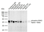 Phospho-GSK3 alpha/beta (Tyr279, Tyr216) Recombinant Rabbit Monoclonal Antibody (5G8)