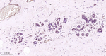 Phospho-STAT5 alpha (Tyr694) Antibody in Immunohistochemistry (Paraffin) (IHC (P))