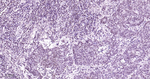 Phospho-STAT5 alpha (Tyr694) Antibody in Immunohistochemistry (Paraffin) (IHC (P))