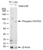 Phospho-STAT5 alpha (Tyr694) Antibody in Western Blot (WB)