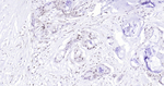 Phospho-SIRT1 (Ser47) Antibody in Immunohistochemistry (Paraffin) (IHC (P))
