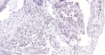 Phospho-SIRT1 (Ser47) Antibody in Immunohistochemistry (Paraffin) (IHC (P))