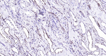 Phospho-SIRT1 (Ser47) Antibody in Immunohistochemistry (Paraffin) (IHC (P))