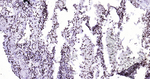 Phospho-SIRT1 (Ser47) Antibody in Immunohistochemistry (Paraffin) (IHC (P))