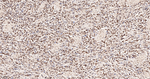 Phospho-SIRT1 (Ser47) Antibody in Immunohistochemistry (Paraffin) (IHC (P))