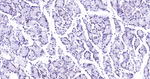 Phospho-SIRT1 (Ser47) Recombinant Rabbit Monoclonal Antibody (5F5)