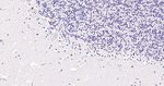 SOX1 Antibody in Immunohistochemistry (Paraffin) (IHC (P))