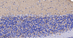 Synapsin II Recombinant Rabbit Monoclonal Antibody (9B9)