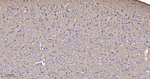 Synapsin II Antibody in Immunohistochemistry (Paraffin) (IHC (P))