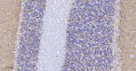 Synapsin II Antibody in Immunohistochemistry (Paraffin) (IHC (P))
