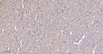 Synapsin II Antibody in Immunohistochemistry (Paraffin) (IHC (P))