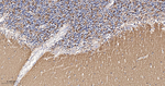 Synapsin II Antibody in Immunohistochemistry (Paraffin) (IHC (P))