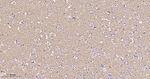 Synapsin II Antibody in Immunohistochemistry (Paraffin) (IHC (P))
