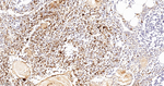 CD16 Recombinant Rabbit Monoclonal Antibody (9F8)